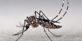 aedes