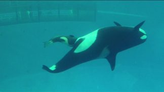 orca