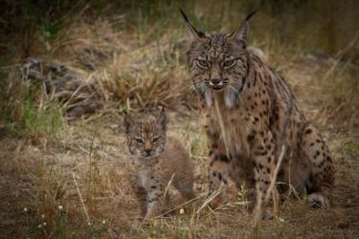 lince