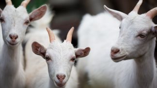cabras 2