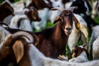 cabras