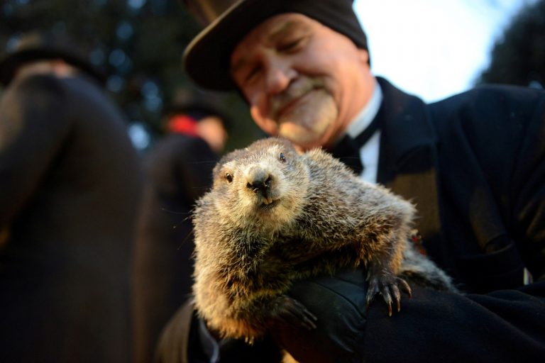 Dia da Marmota: Phil ‘prevê’ mais 6 semanas de inverno nos EUA