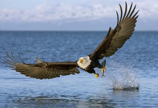 eagle-fish